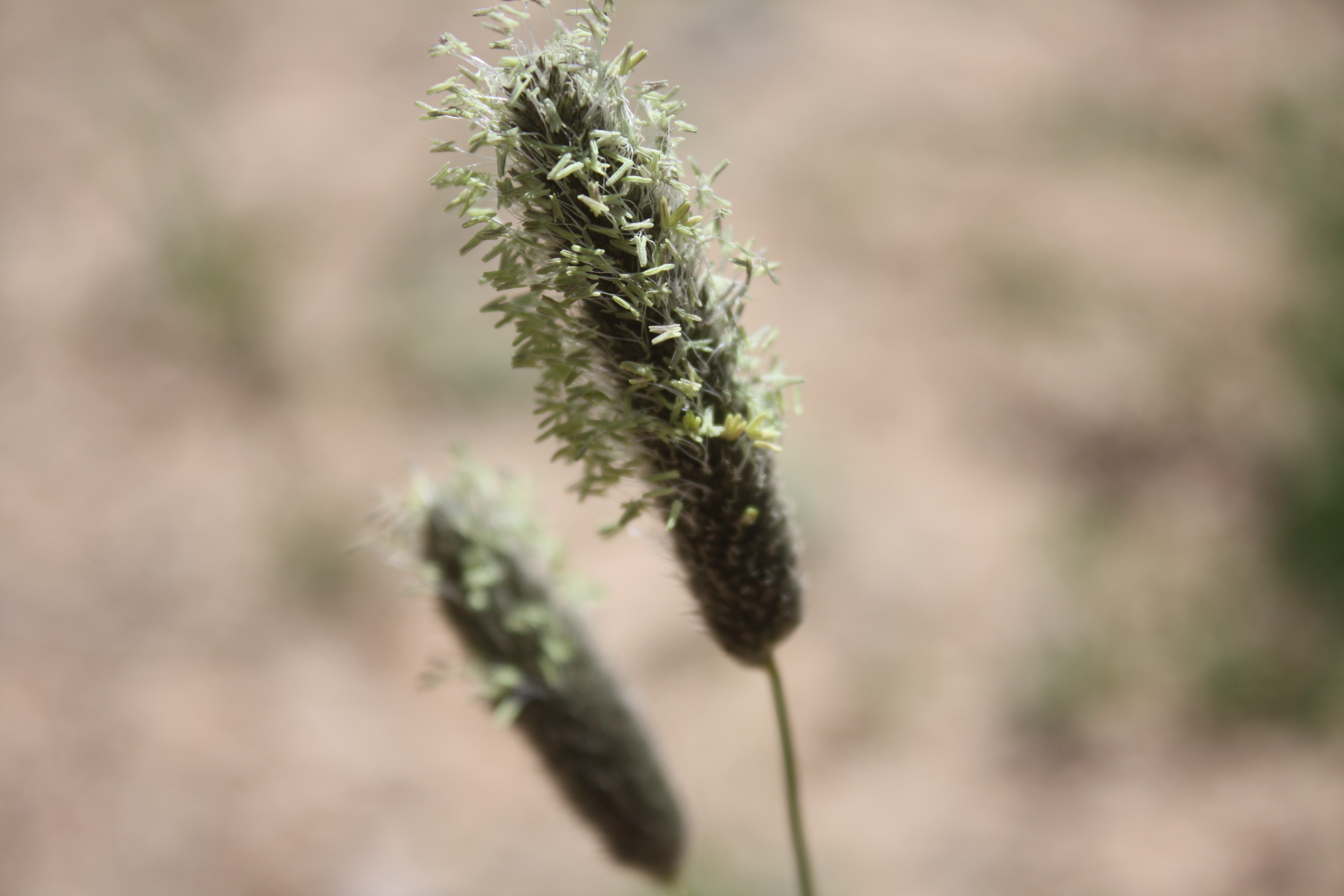 Alopecurus apiatus Ovcz